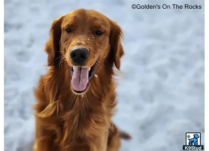 a golden retriever dog with its tongue out